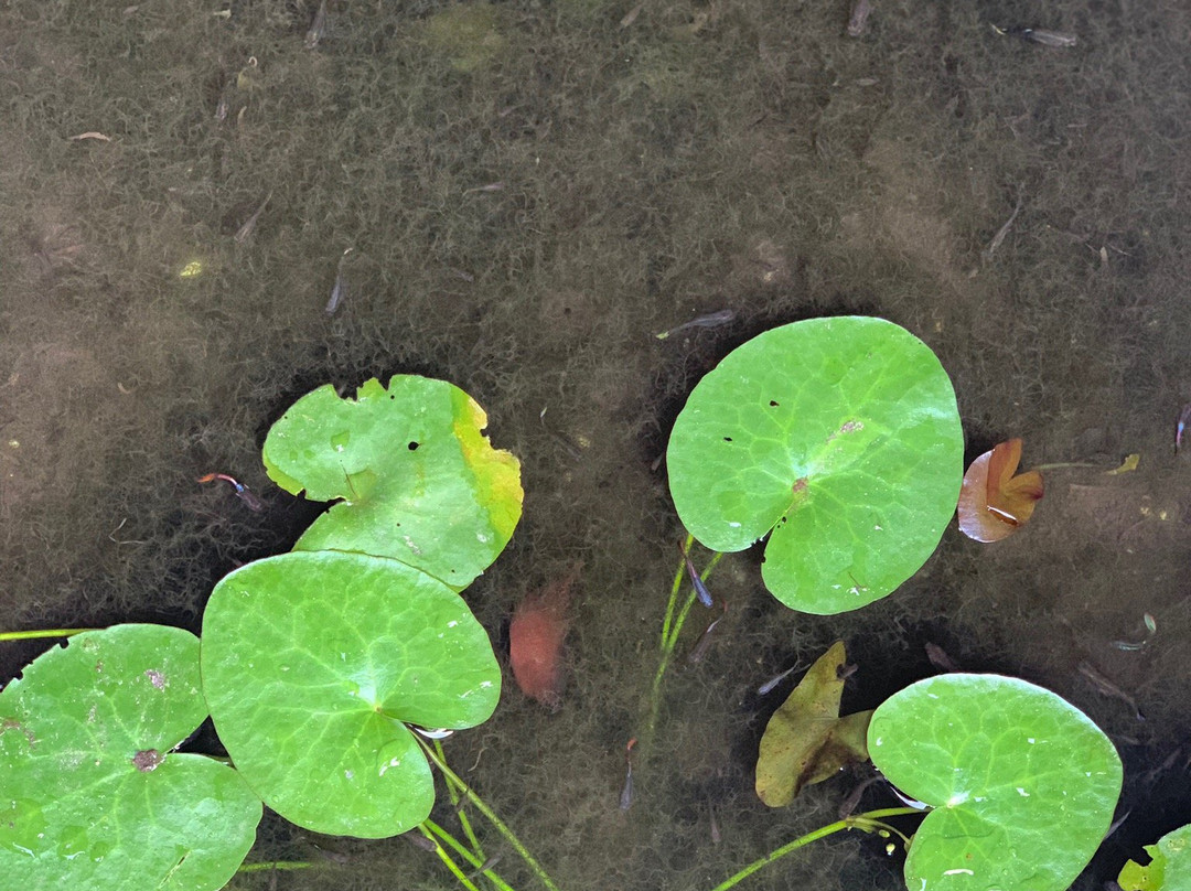 The Villa In Lavinia主图