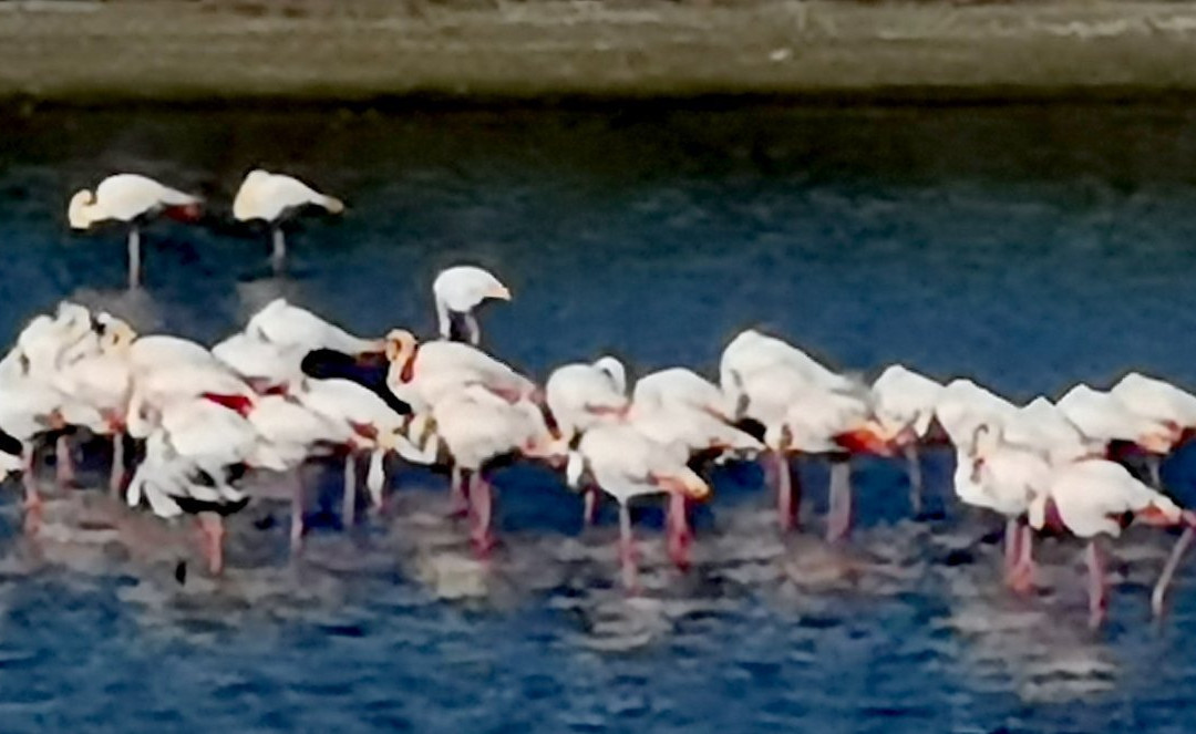 Albarella Resort主图