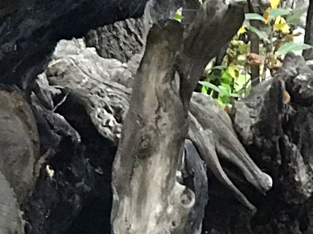 Hundred Horse Chestnut景点图片