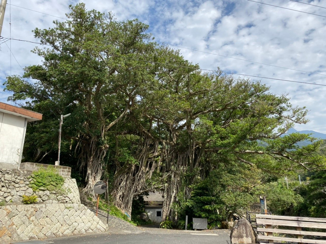Nakama Gajumaru-屋久岛町必去景点