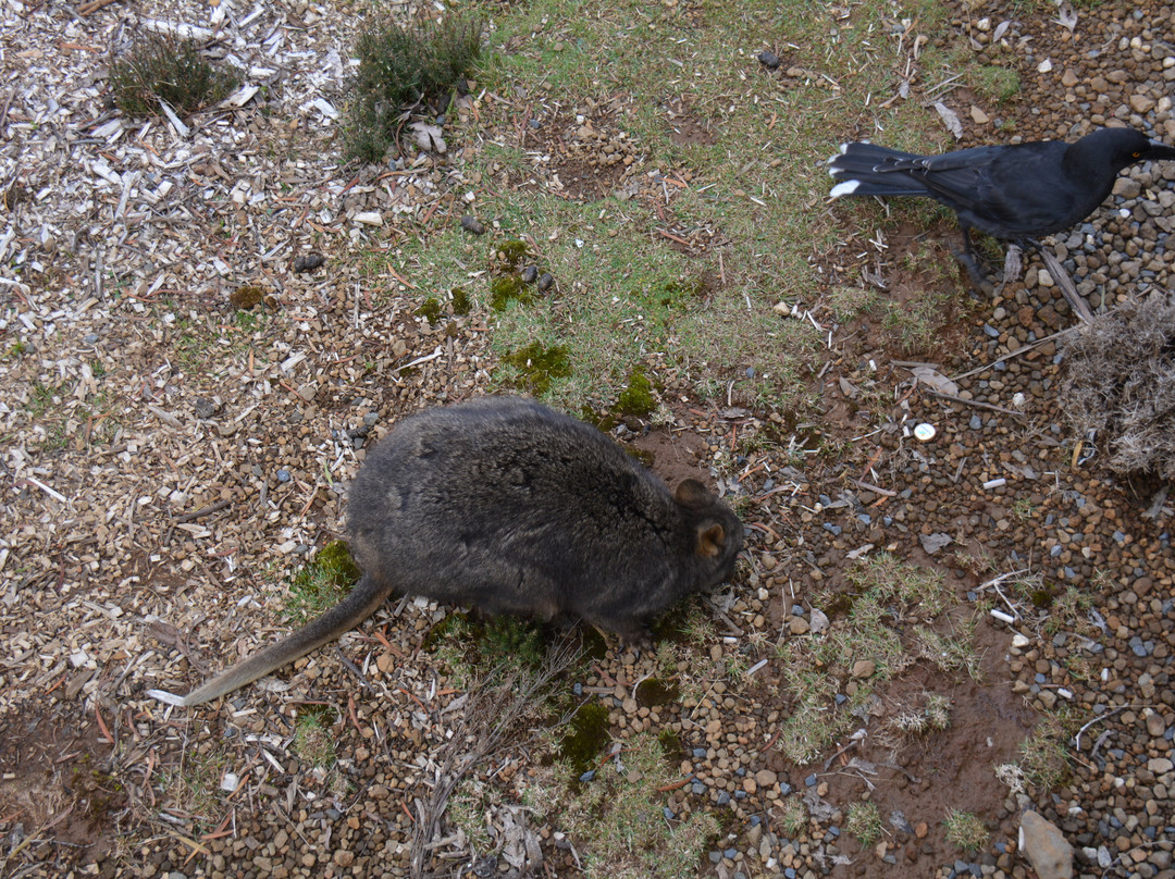 摇篮山城堡酒店主图