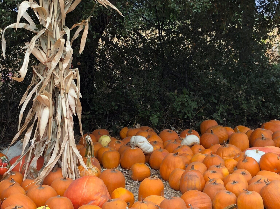 Boccali Ranch Pumpkin Patch-奥海必去景点