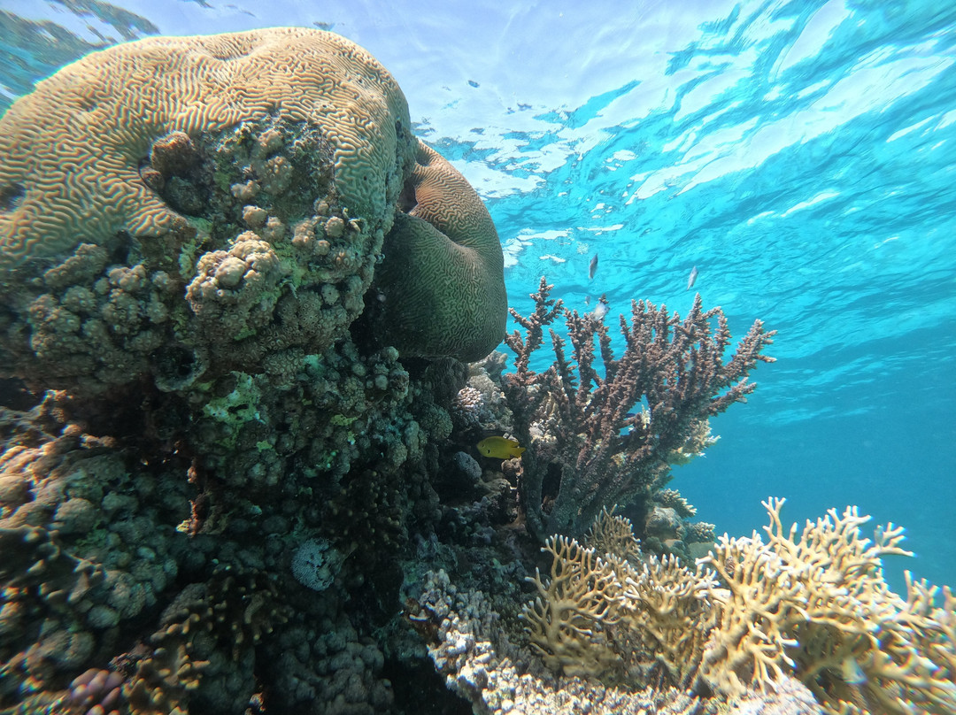 Saudi Diving Center-Yanbu必去景点