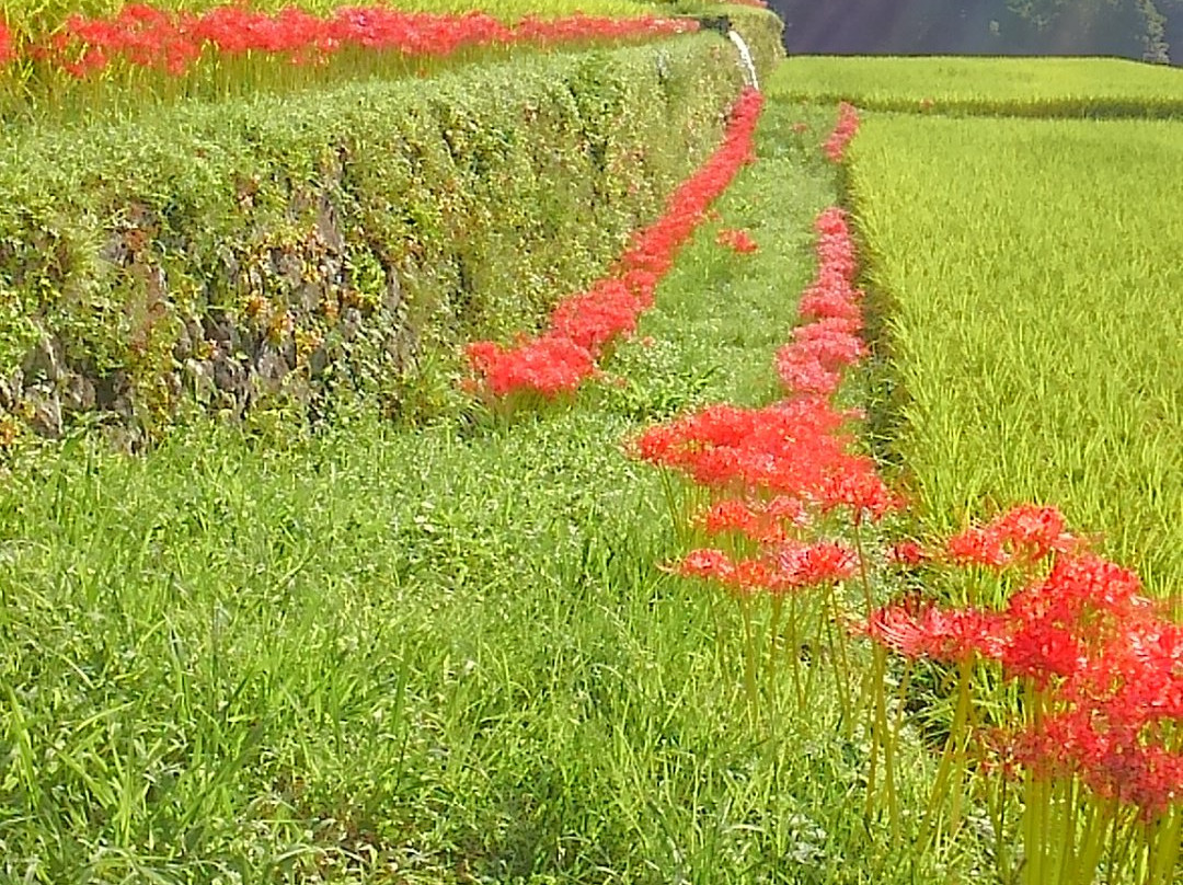 Sakamoto Rice Terrace景点图片