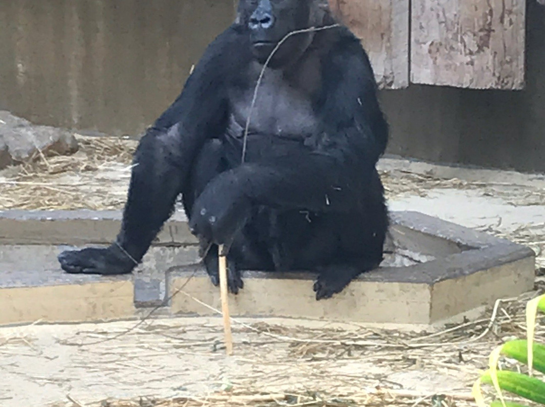 Krefeld Zoo景点图片
