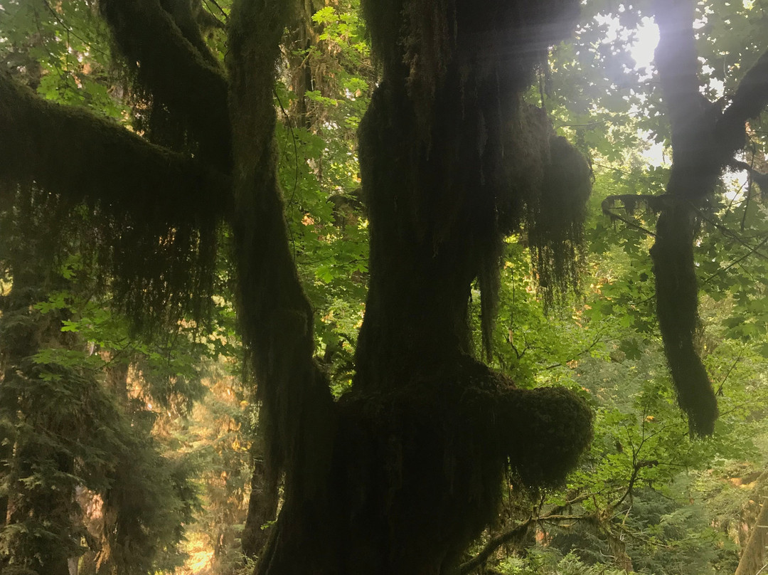 Hoh River Trail景点图片