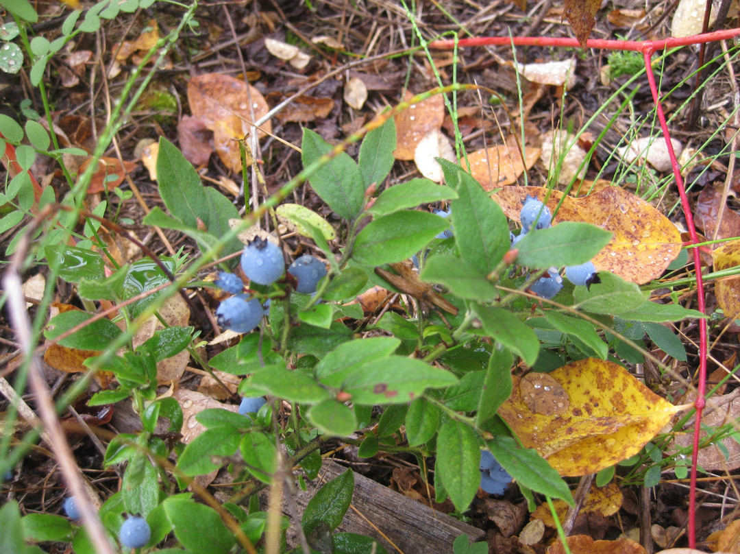 Crooked River Provincial Park-Bear Lake必去景点