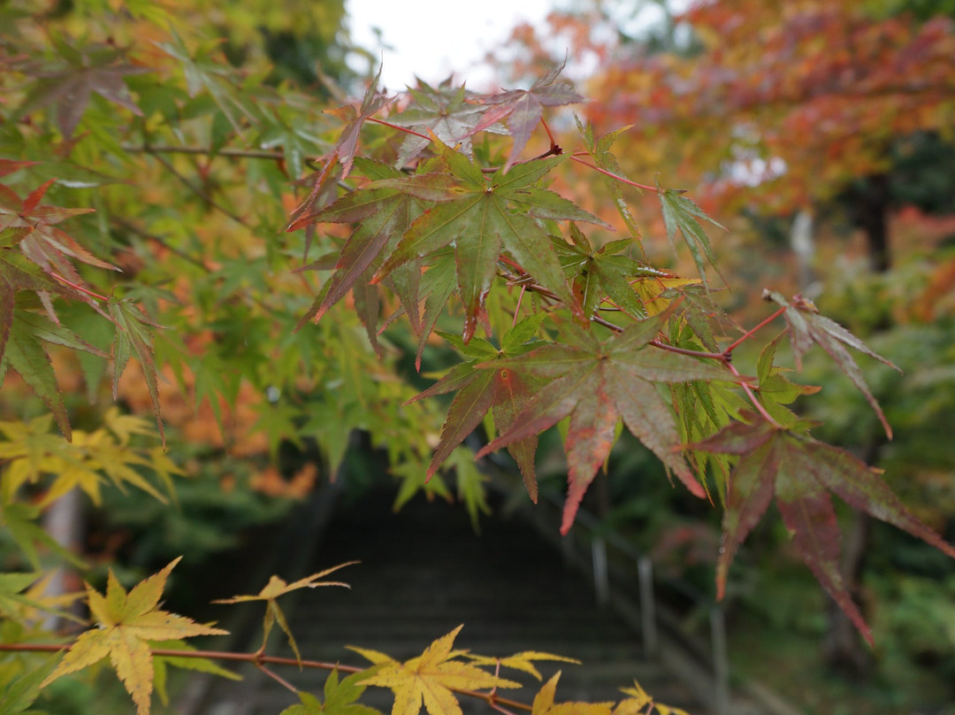 Ankokuji Temple-绫部市必去景点