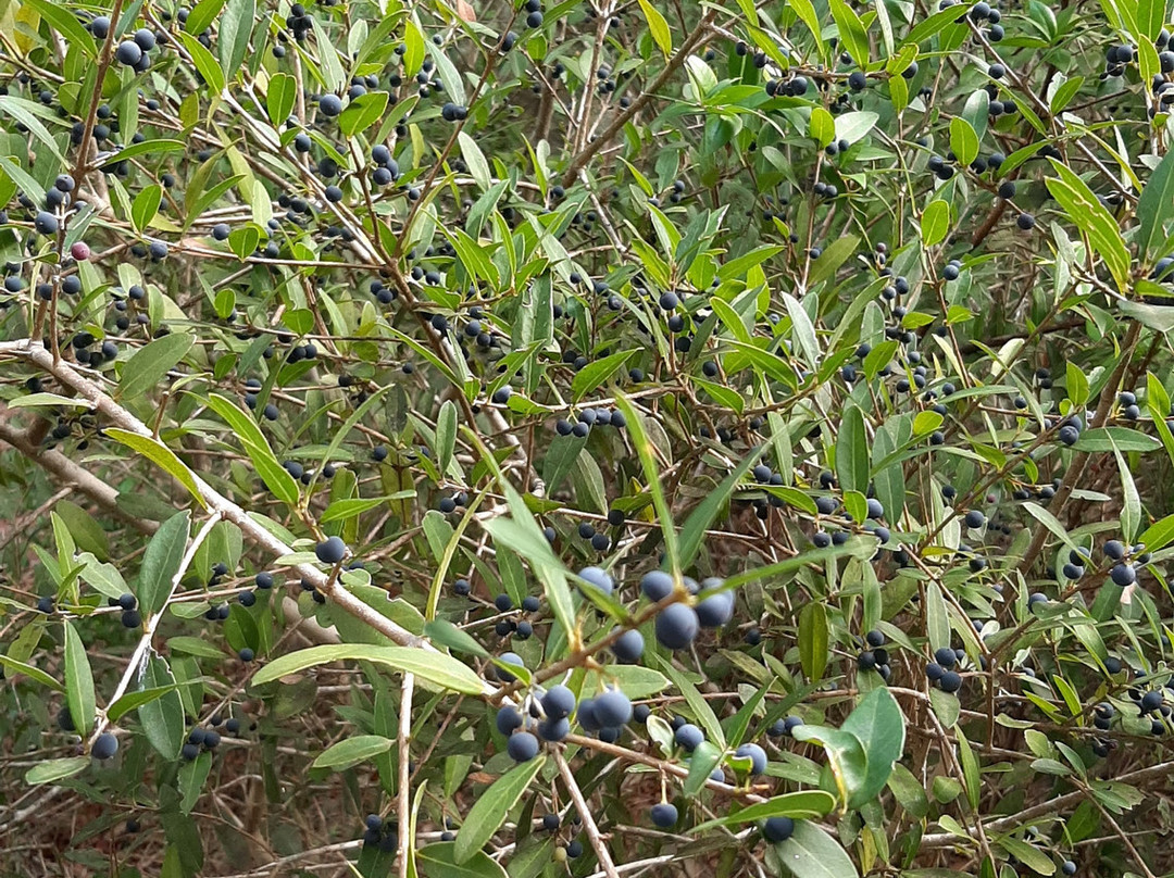 Riserva Naturale Le Cesine景点图片