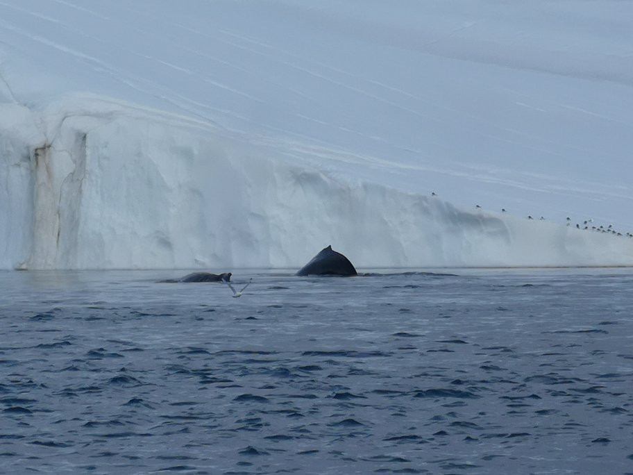 World of Greenland景点图片