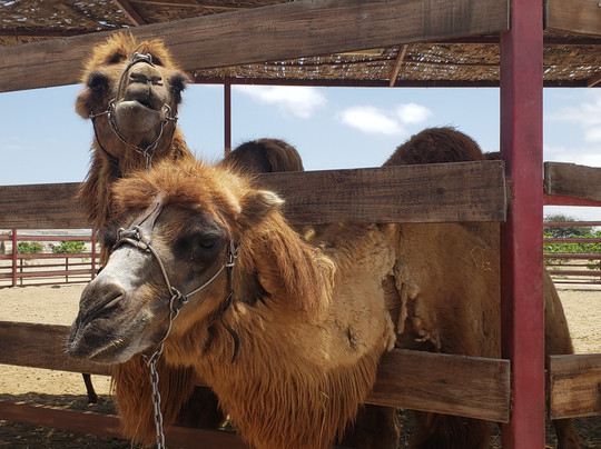 Berrios Travel-利马必去景点