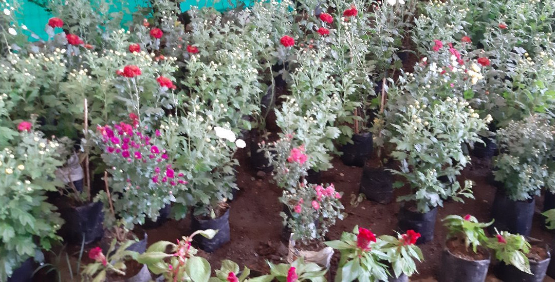 Flower Exhibition Centre-甘托克必去景点