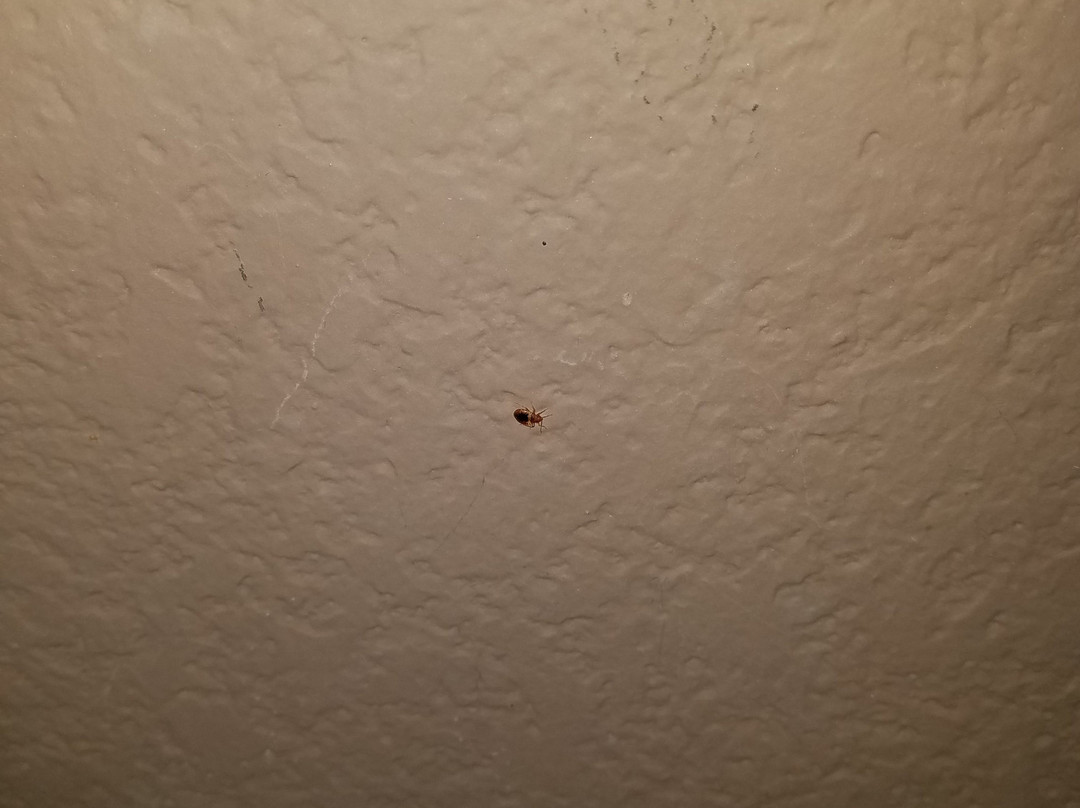 Baymont by Wyndham Decatur主图