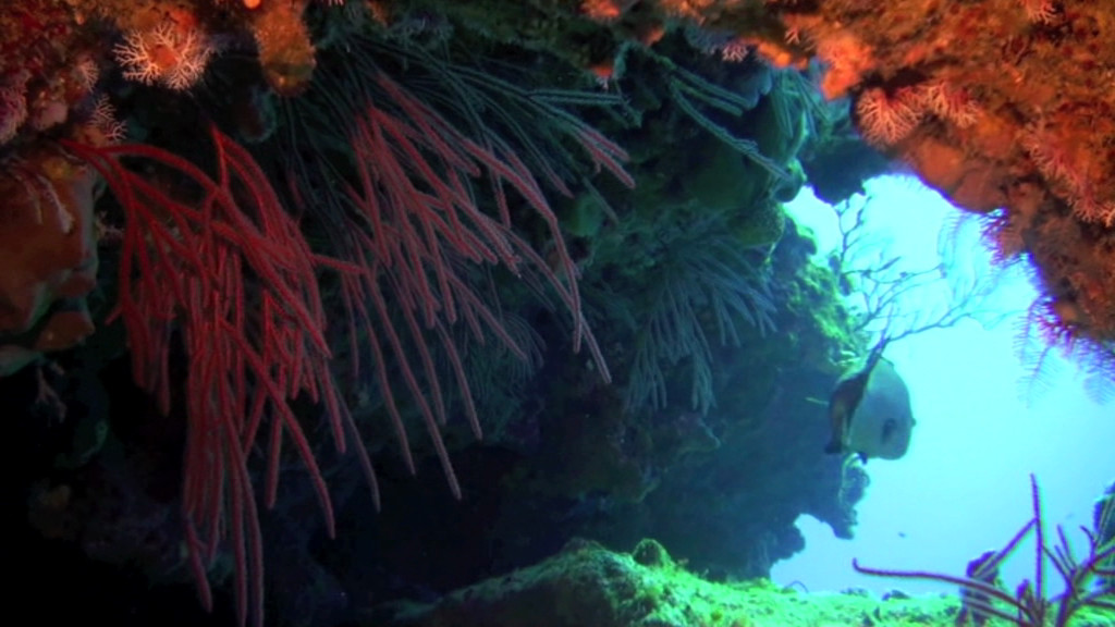 Blue Life Centro de Buceo-圣安德烈斯必去景点