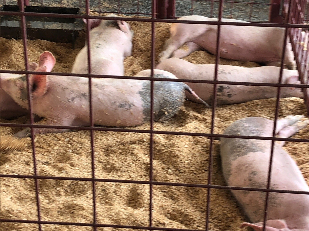 State Fair Of Virginia-多斯韦尔必去景点