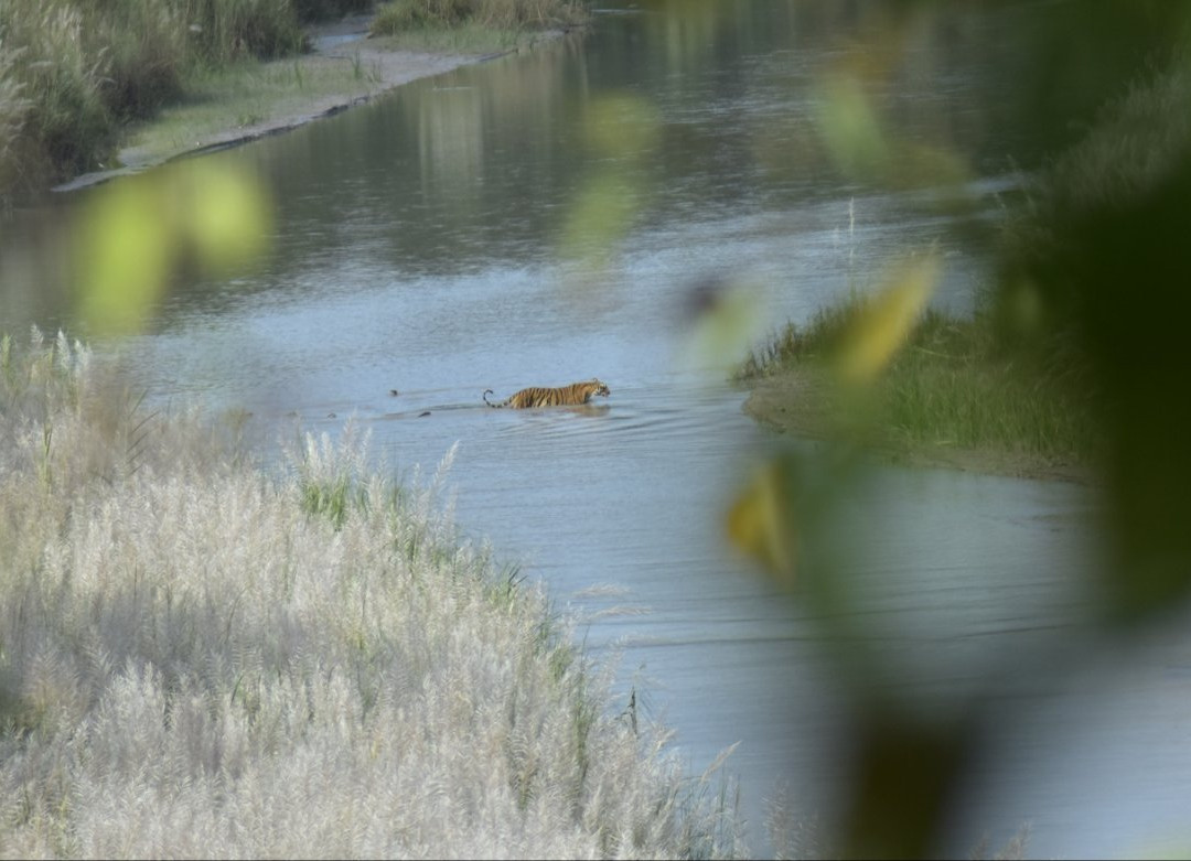 Bardia Jungle Safari-巴迪亚国家公园必去景点