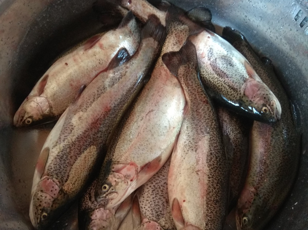 Trout Farm景点图片