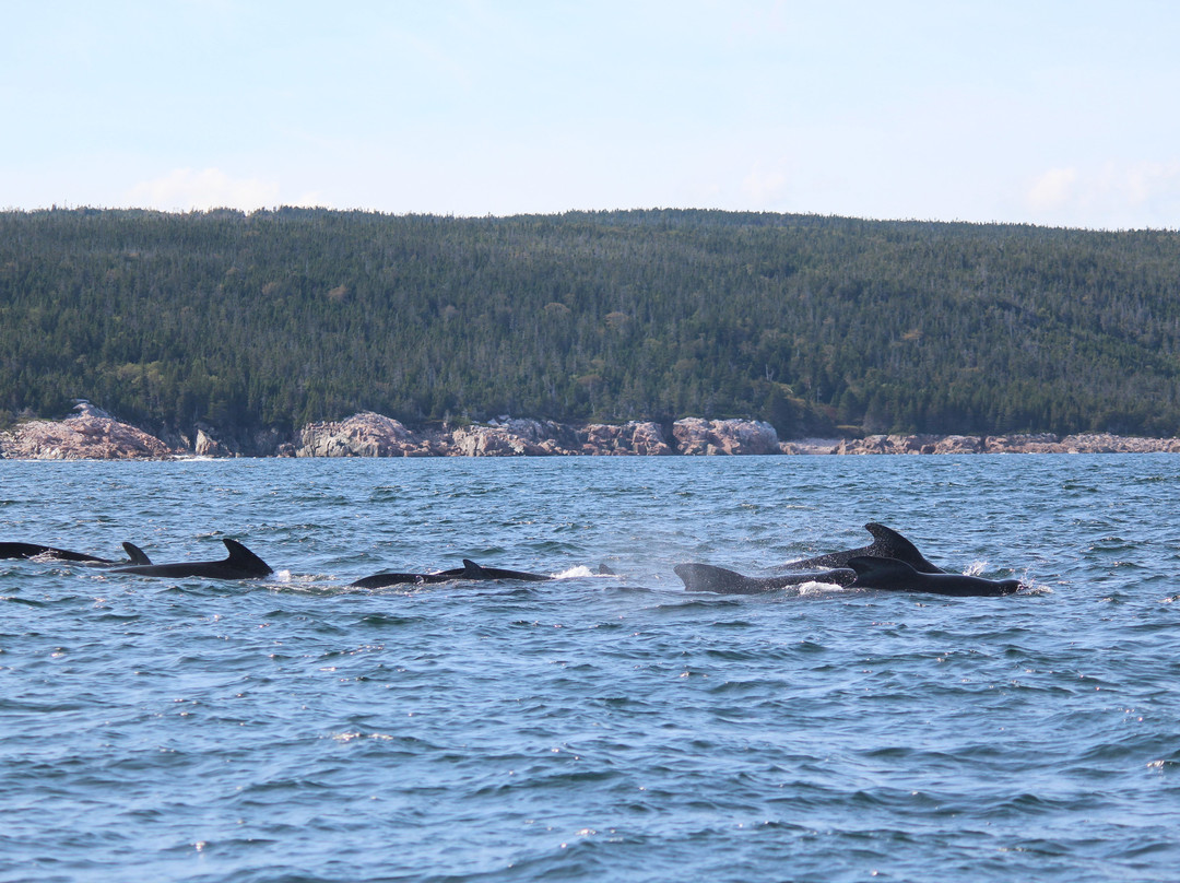 Ingonish Whale Watching景点图片