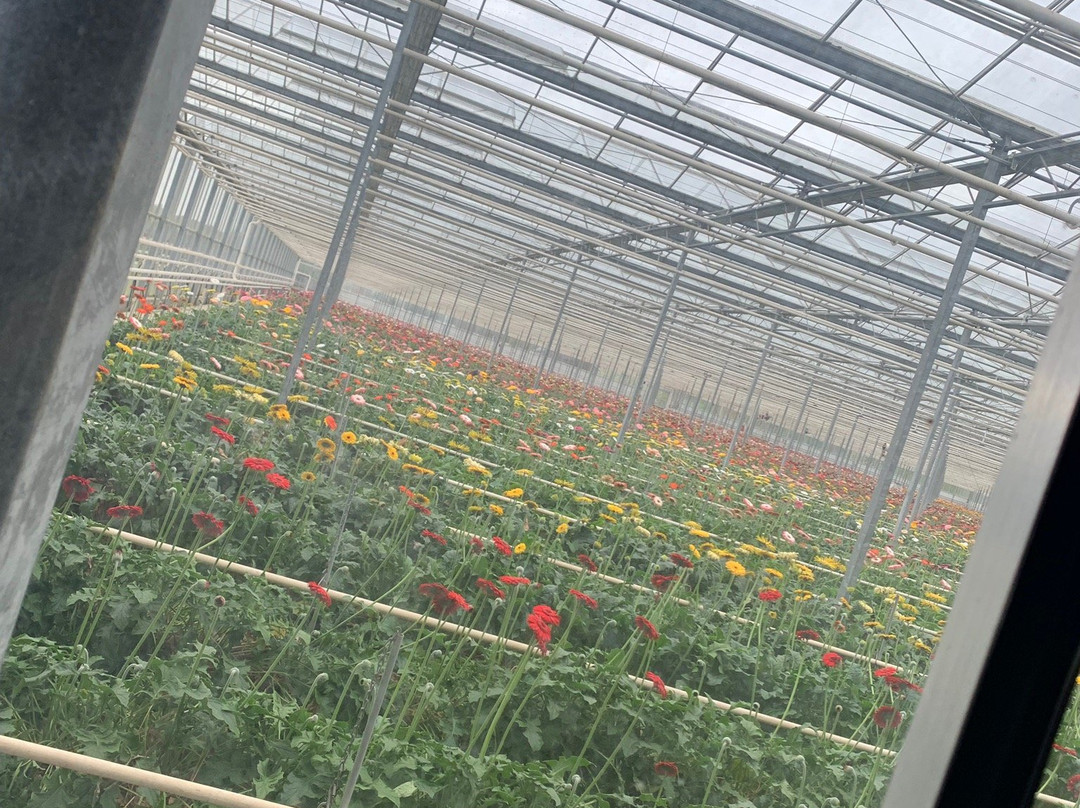 The Big Bouquet-希尔斯维尔必去景点