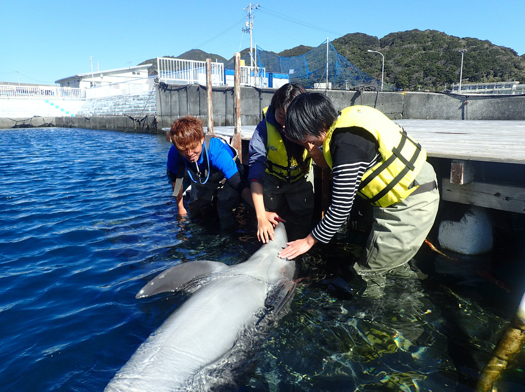 Muroto Dolphins Center-室户市必去景点