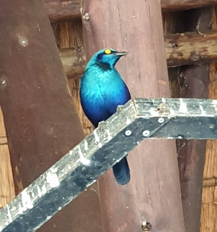 Southern Kruger Safaris景点图片