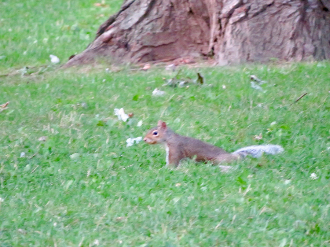 Simcoe Park-滨湖尼亚加拉必去景点