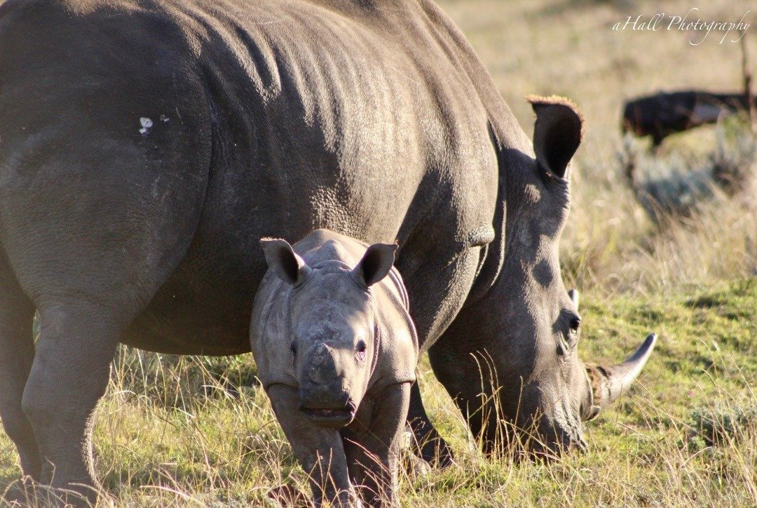 Nkonzo Wildlife Research景点图片