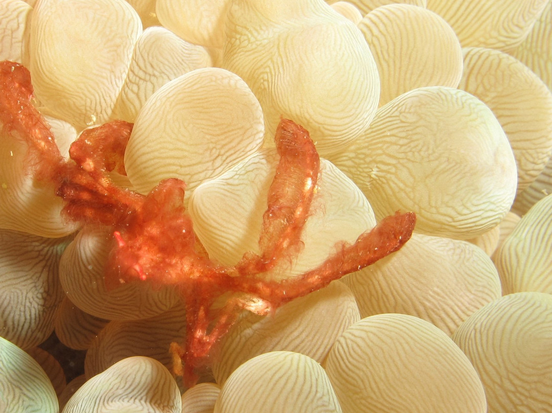 SEA RAJA SCUBA-是拉差必去景点