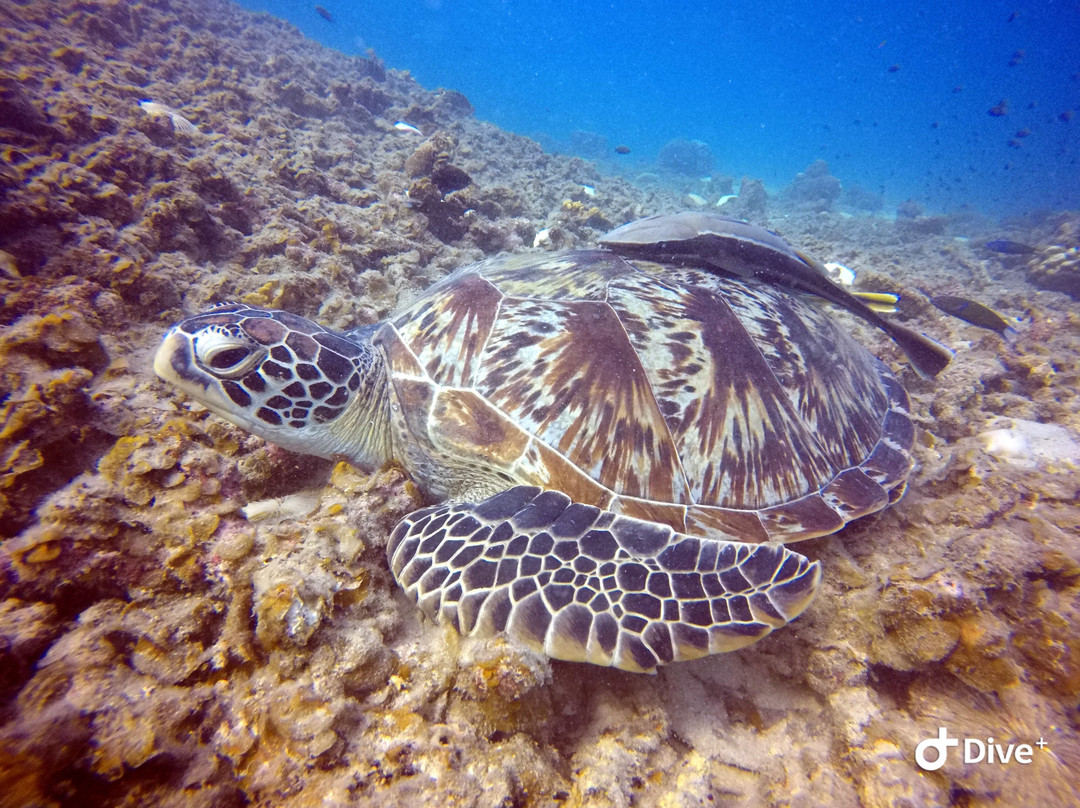 Sea Sight Scuba-小停泊岛必去景点