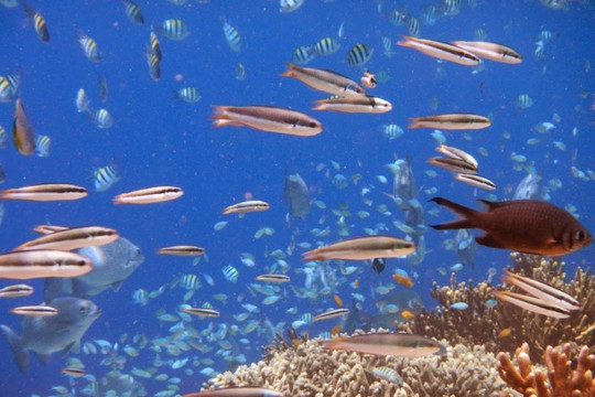 jongjavatrip-巴纽旺宣必去景点