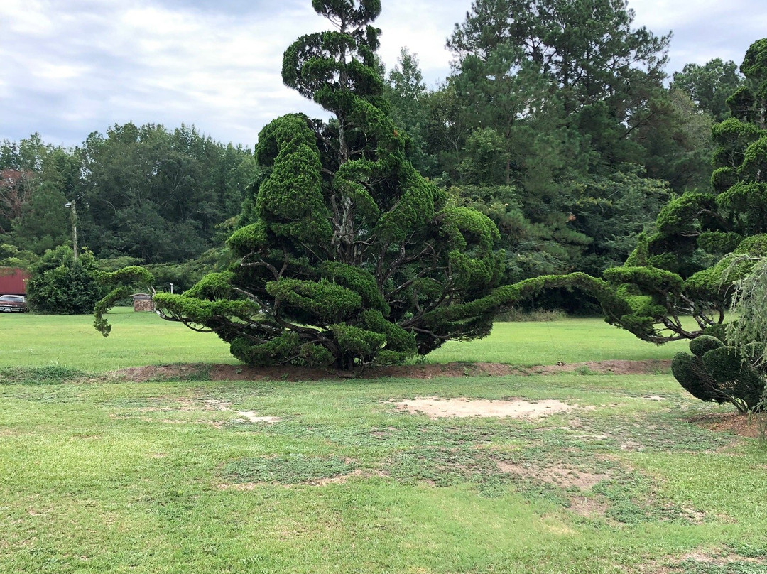 Pearl Fryar's Topiary Garden-Bishopville必去景点