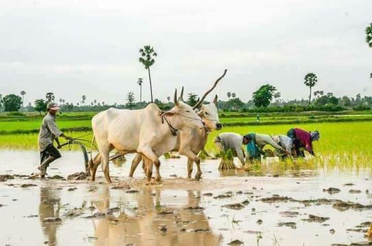 Phnom Penh Tuk Tuk-金边必去景点