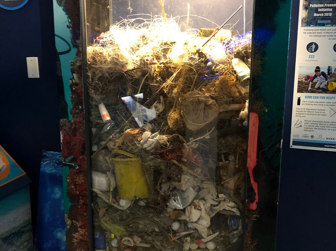 Loggerhead Marinelife Center-朱诺海滩必去景点