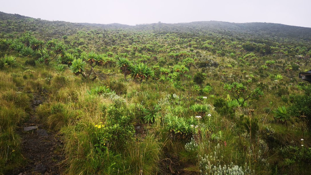 Nyiragongo Expedition-吉塞尼必去景点
