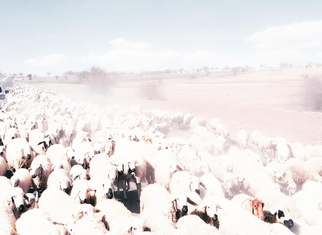 Alex Tour Guide-伊斯坦布尔必去景点