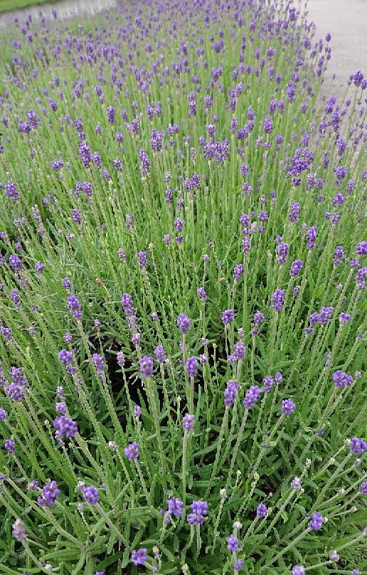 Tambara Lavender Park景点图片