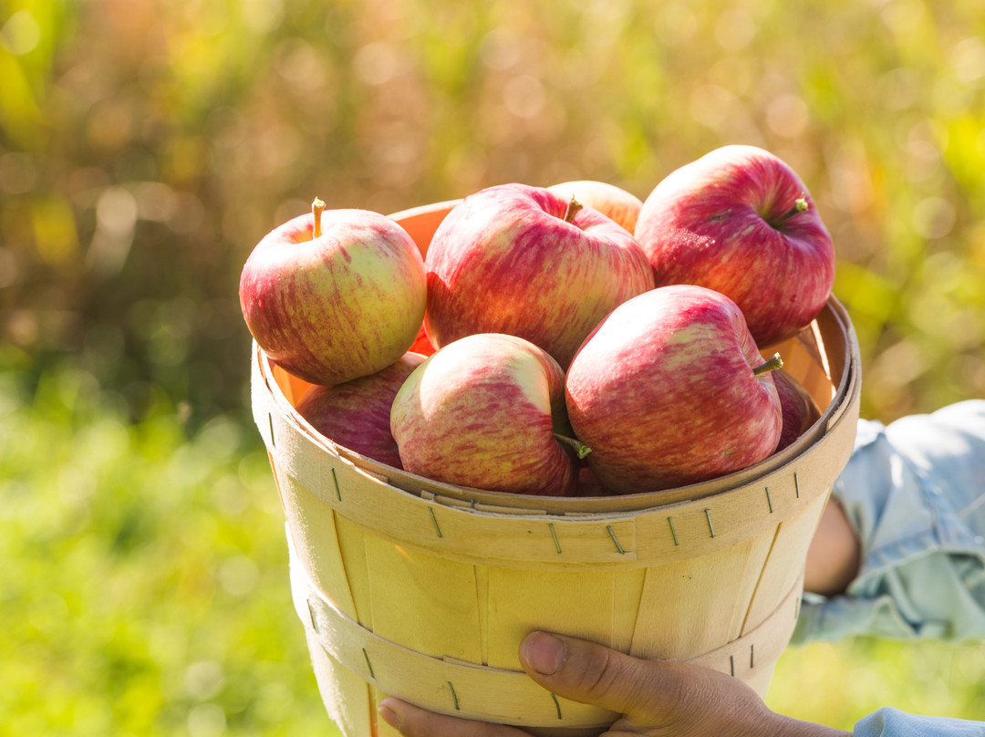 La Vieille Ferme-Saint-Fulgence必去景点