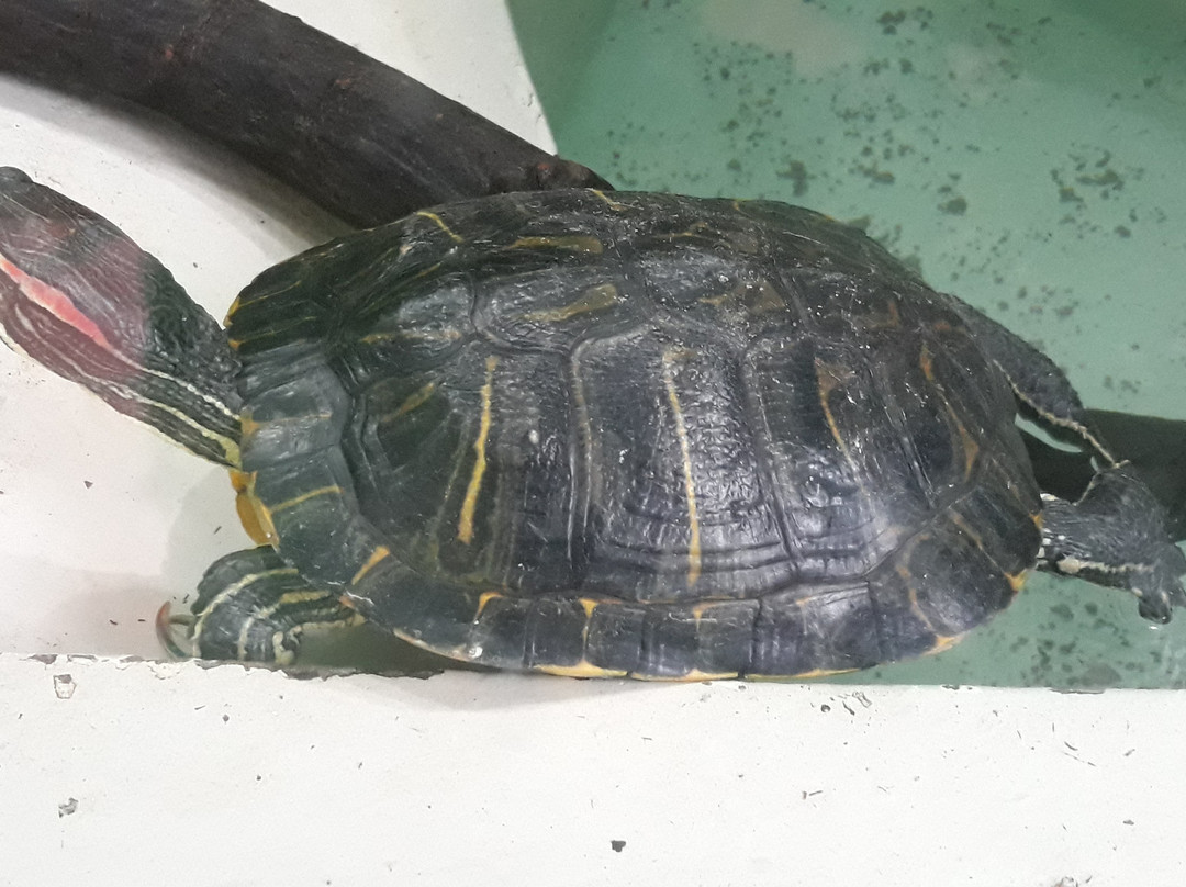 José Sanchez Alarcon Municipal Orchidarium-普拉亚格兰德必去景点