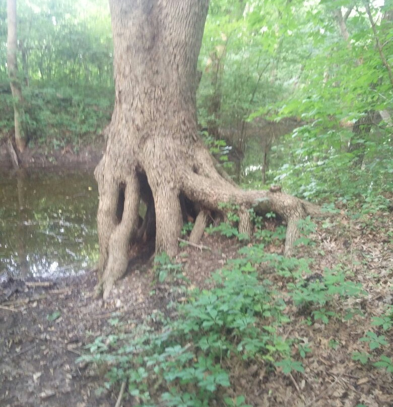 Erwin Park Hike & Bike Trail-麦金尼必去景点