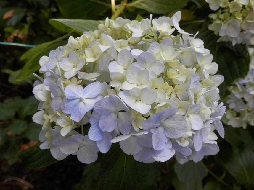 Isoyama Shrine-鹿沼市必去景点