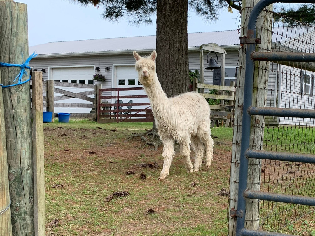 Alpaca Meadows景点图片