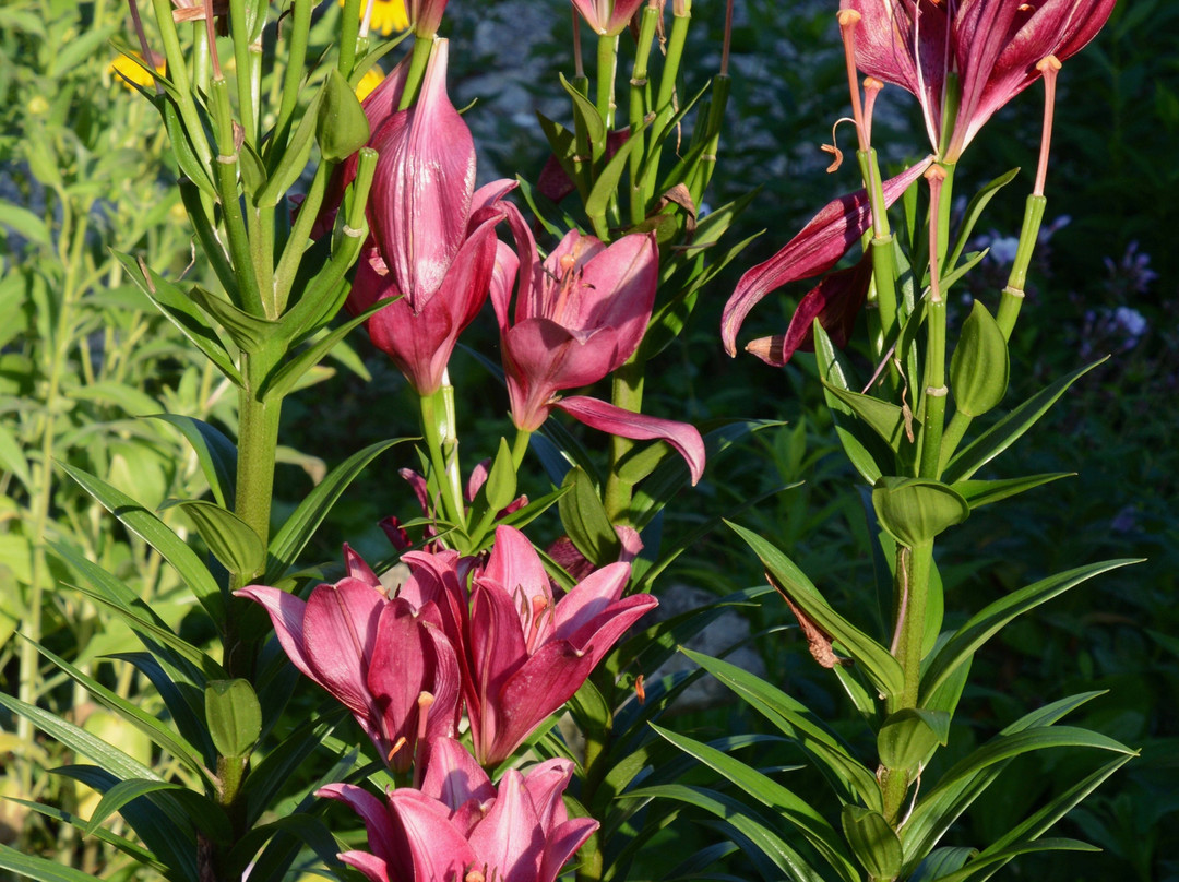 Harmony Hill Bed and Breakfast主图