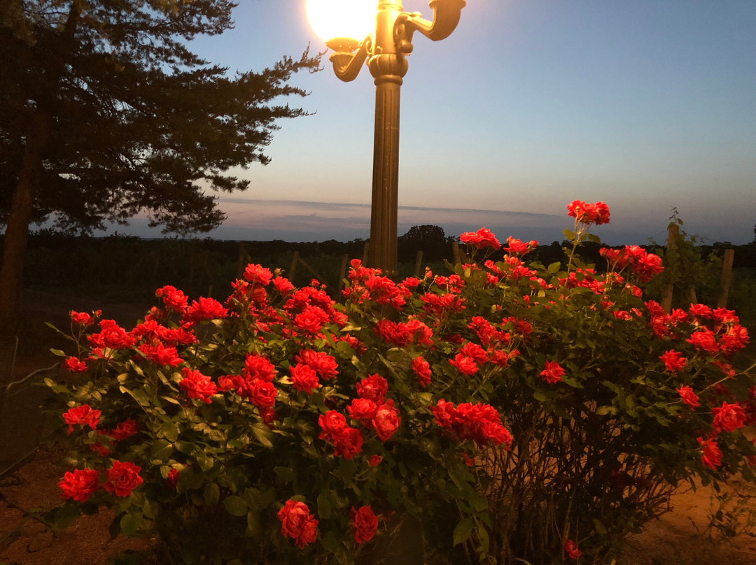 Tres Suenos Winery-Luther必去景点