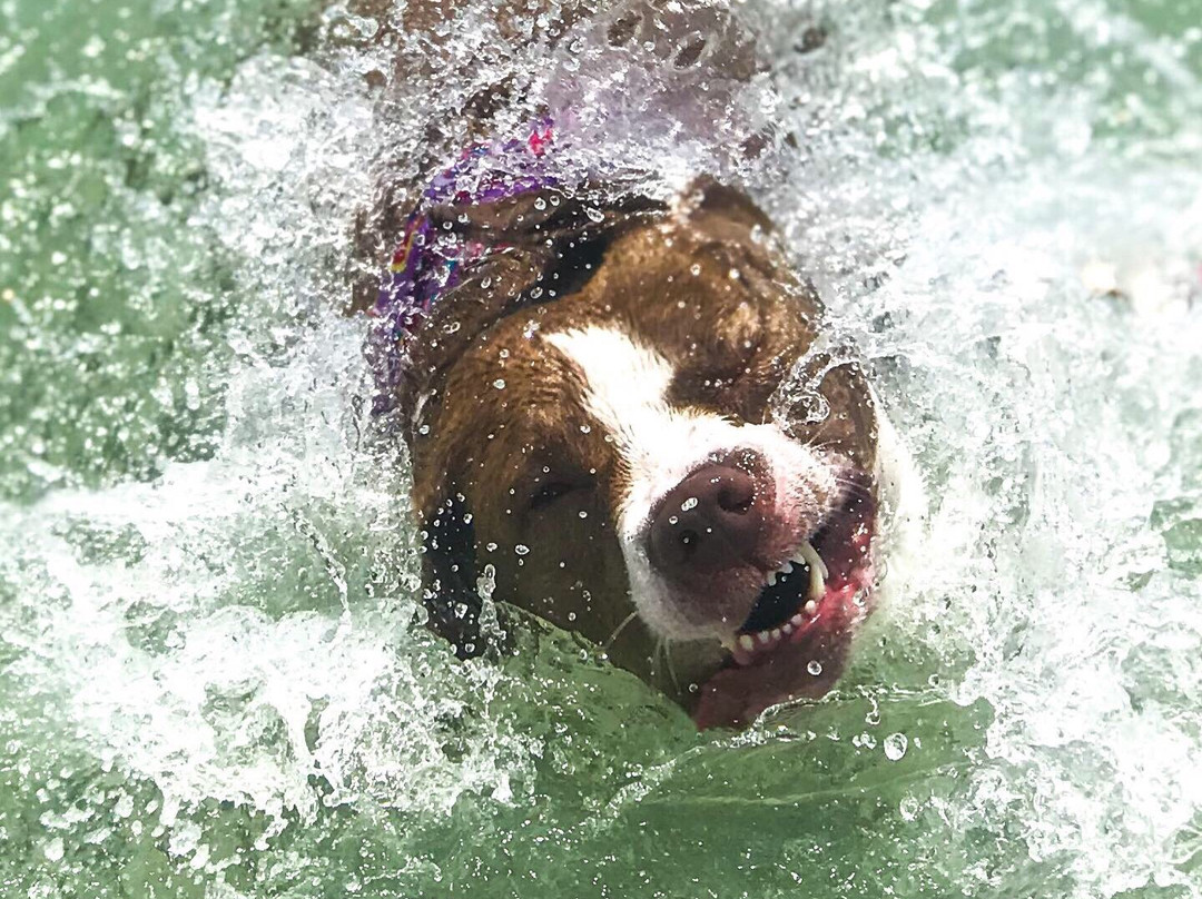 Bonita Springs Dog Park-博尼塔斯普林斯必去景点