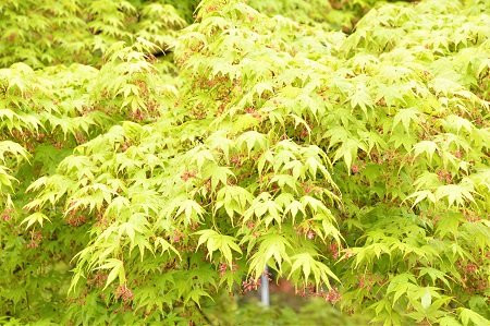 Joganji Temple-长冈京市必去景点