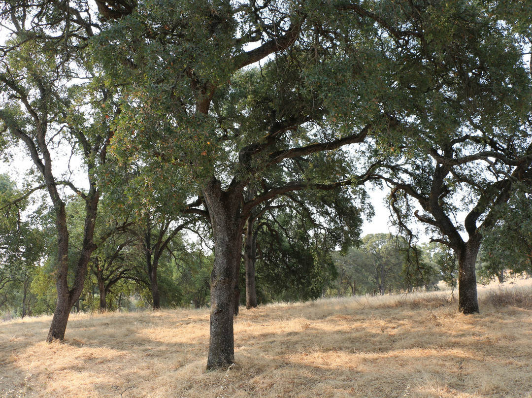 Antelope Creek Trail景点图片