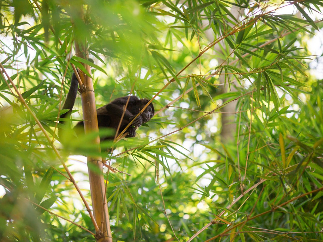 Nosara B&B Retreat主图