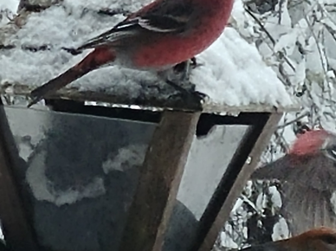 Les Jardins de L'Achillee Millefeuille主图