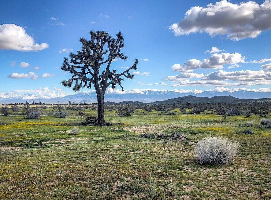 Butte Valley Wildflower Sanctuary-兰开斯特必去景点