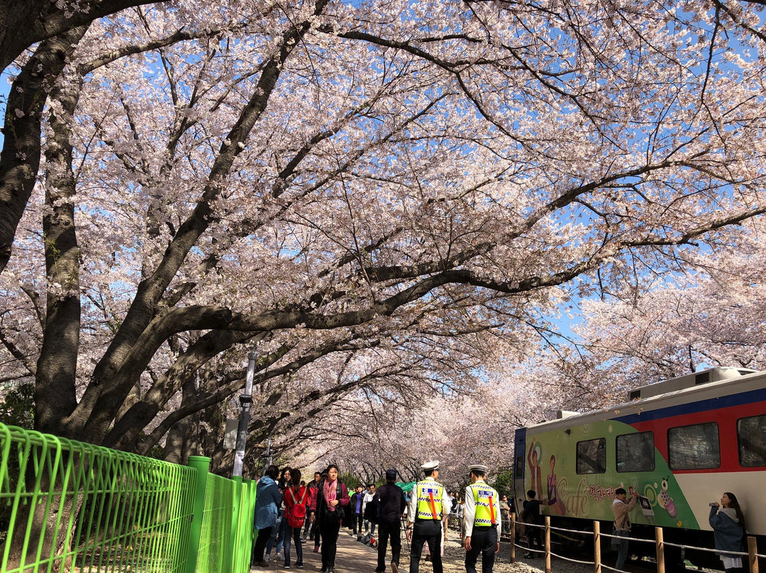 Jinhae Gunhangje Festival-昌原市必去景点